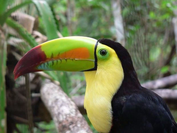 toucan bird conservation